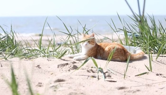 Картинки по запросу Котя повернись!